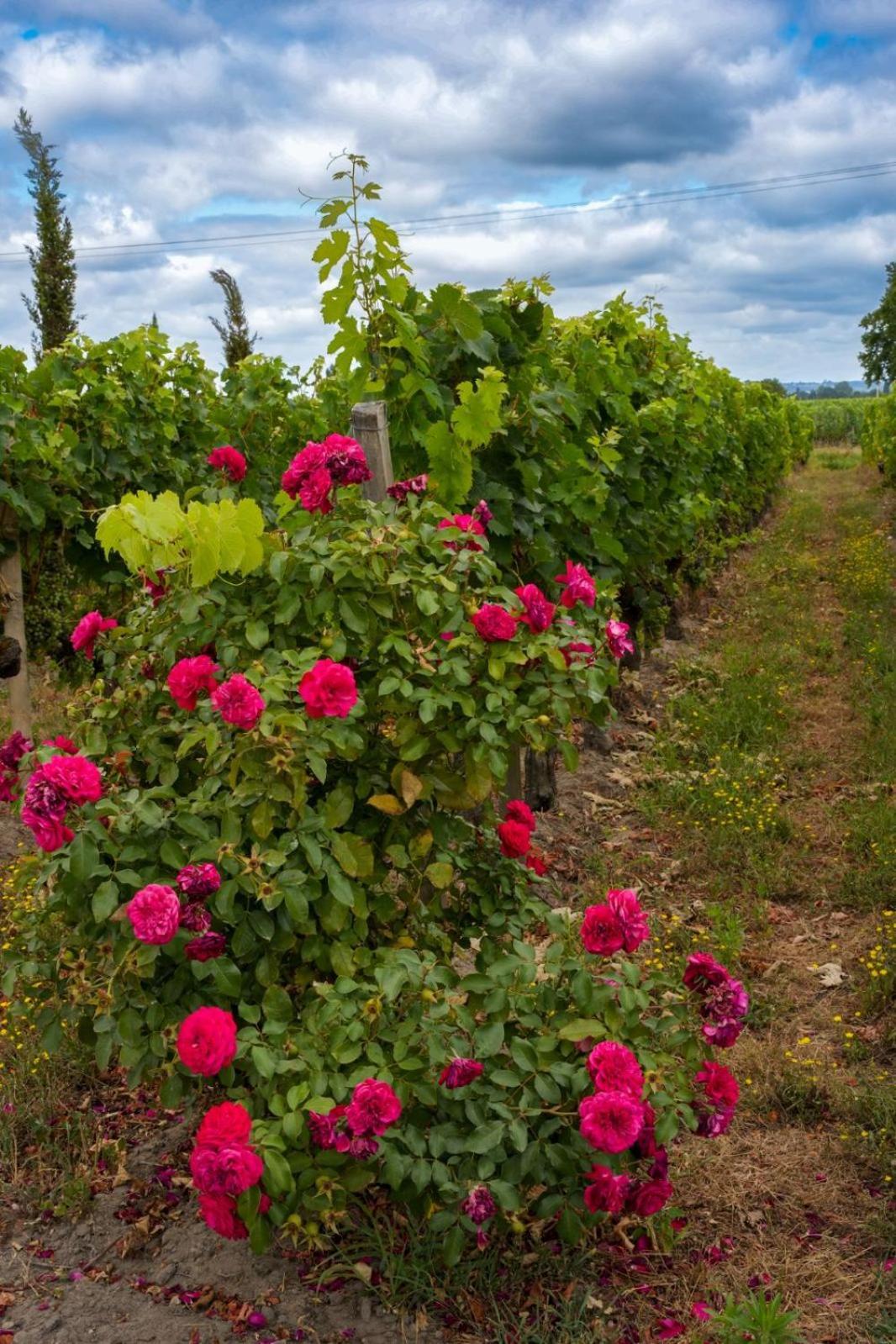 Chateau Vieux Clos Saint Emilion Exterior photo